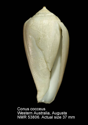Conus cocceus (3).jpg - Conus cocceus Reeve,1844